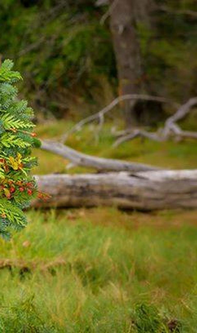 Purchase Holiday Greenery and Help Your Committee